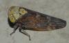 Acericerus ribauti